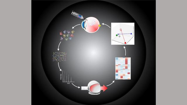 a schematic of the research steps in this paper. Images presented in a circle on a black and grey background. 